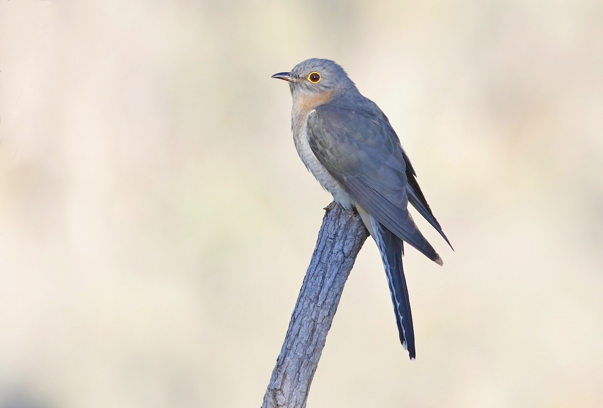 Fan-tailed Cuckoo - ML374877871