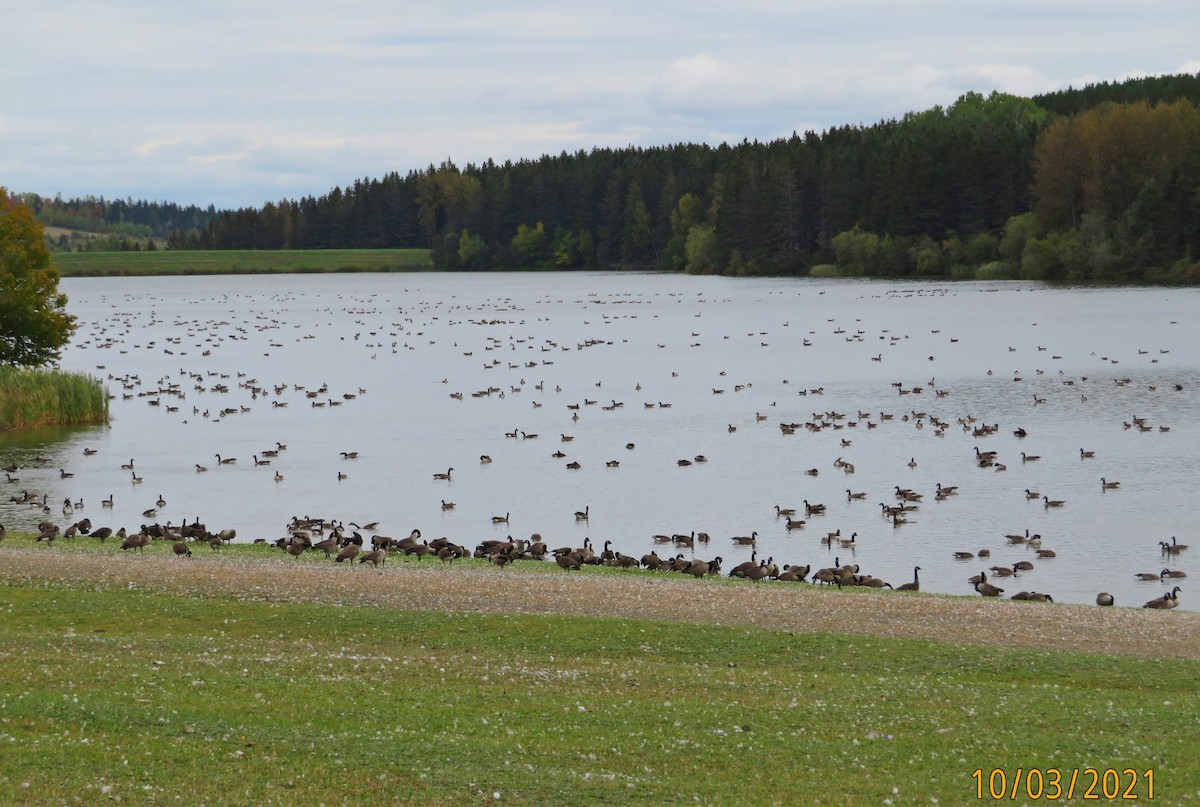 Canada Goose - ML374878511