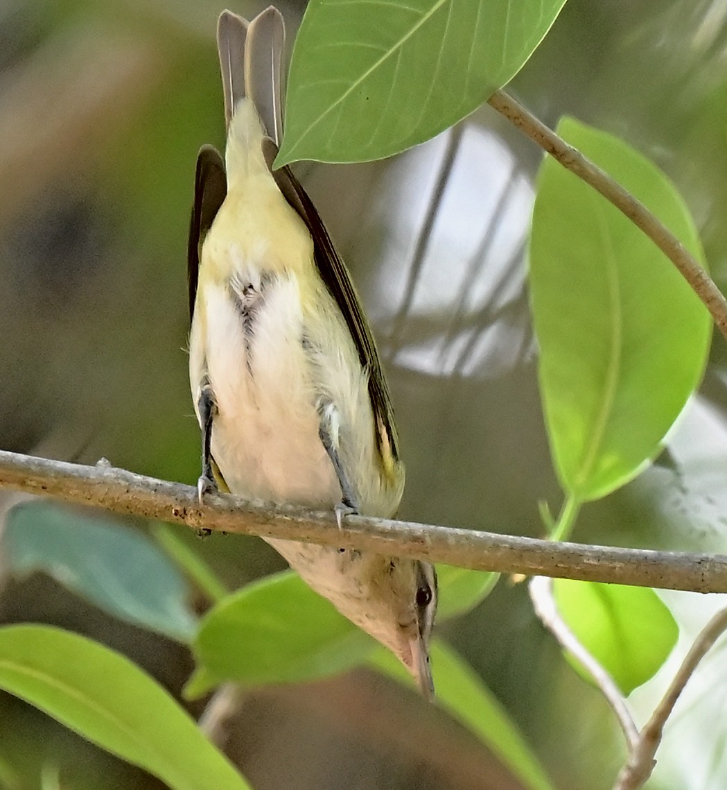 Red-eyed Vireo - Lawrence Gladsden