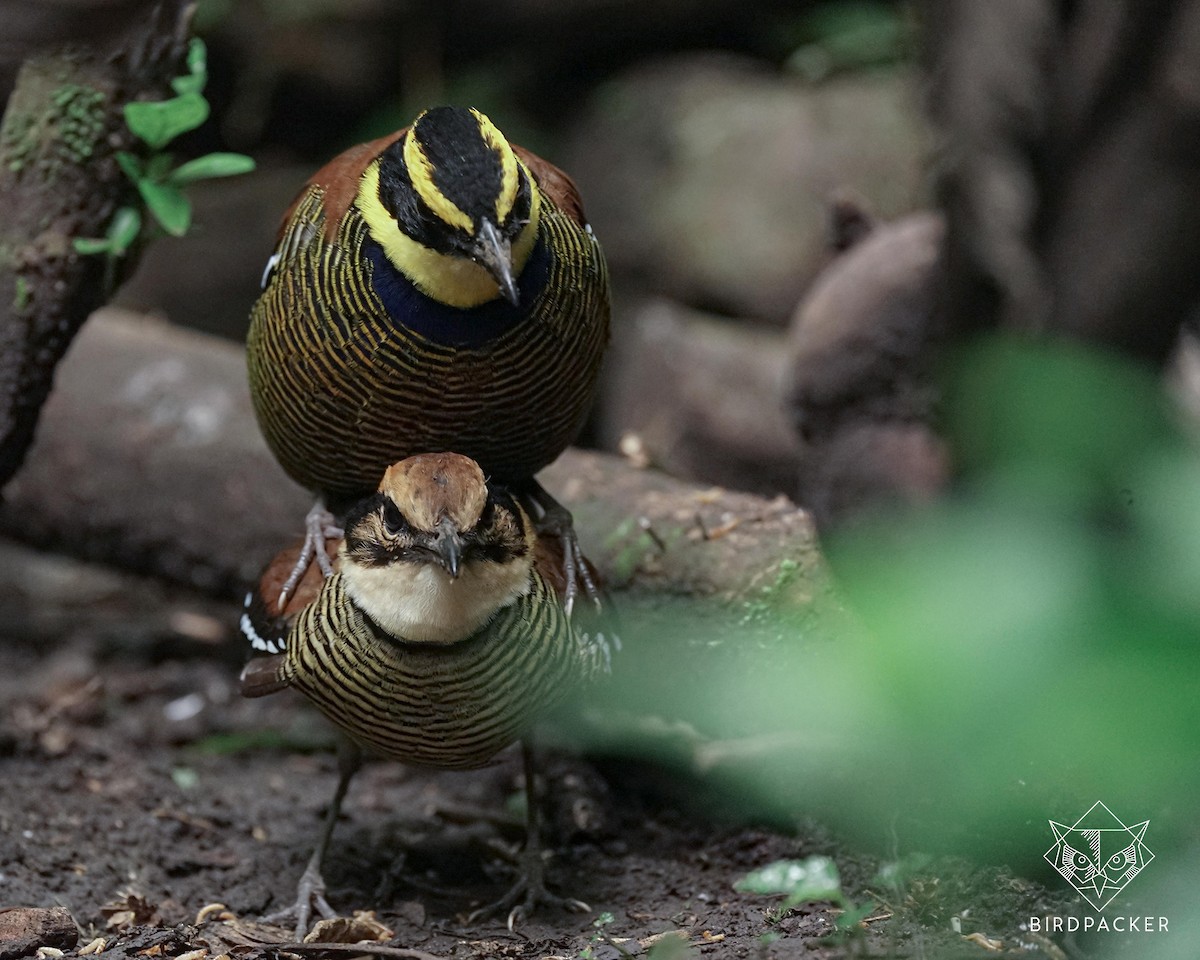 pita páskovaná - ML374879281