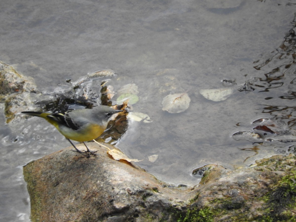 Gray Wagtail - ML374879641