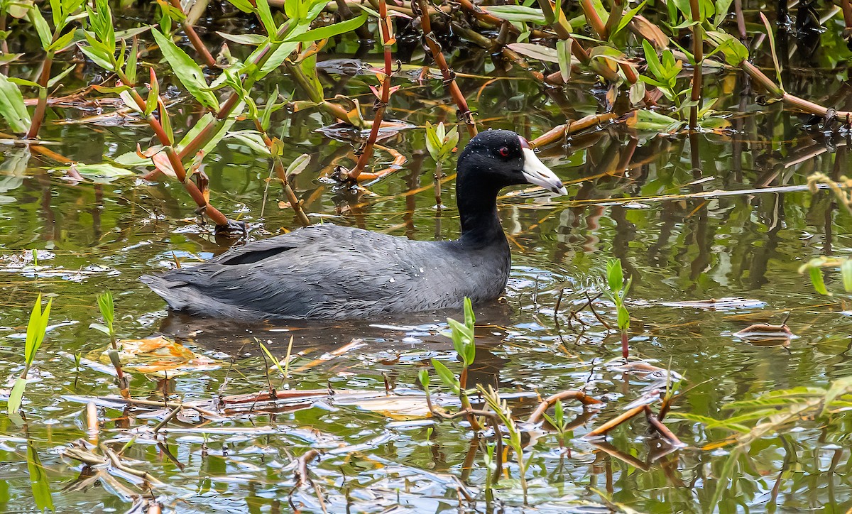 American Coot - ML374881871