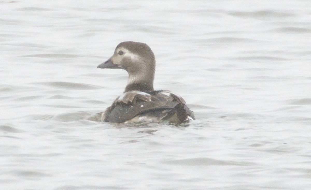 Long-tailed Duck - ML37488271