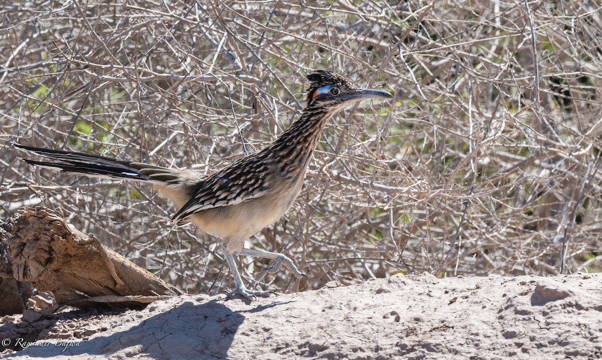 Greater Roadrunner - ML374883421