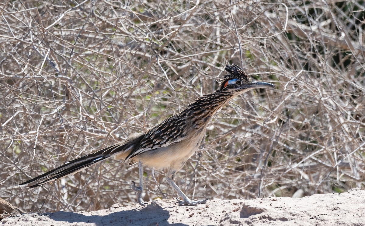 Greater Roadrunner - Raminder Bajwa