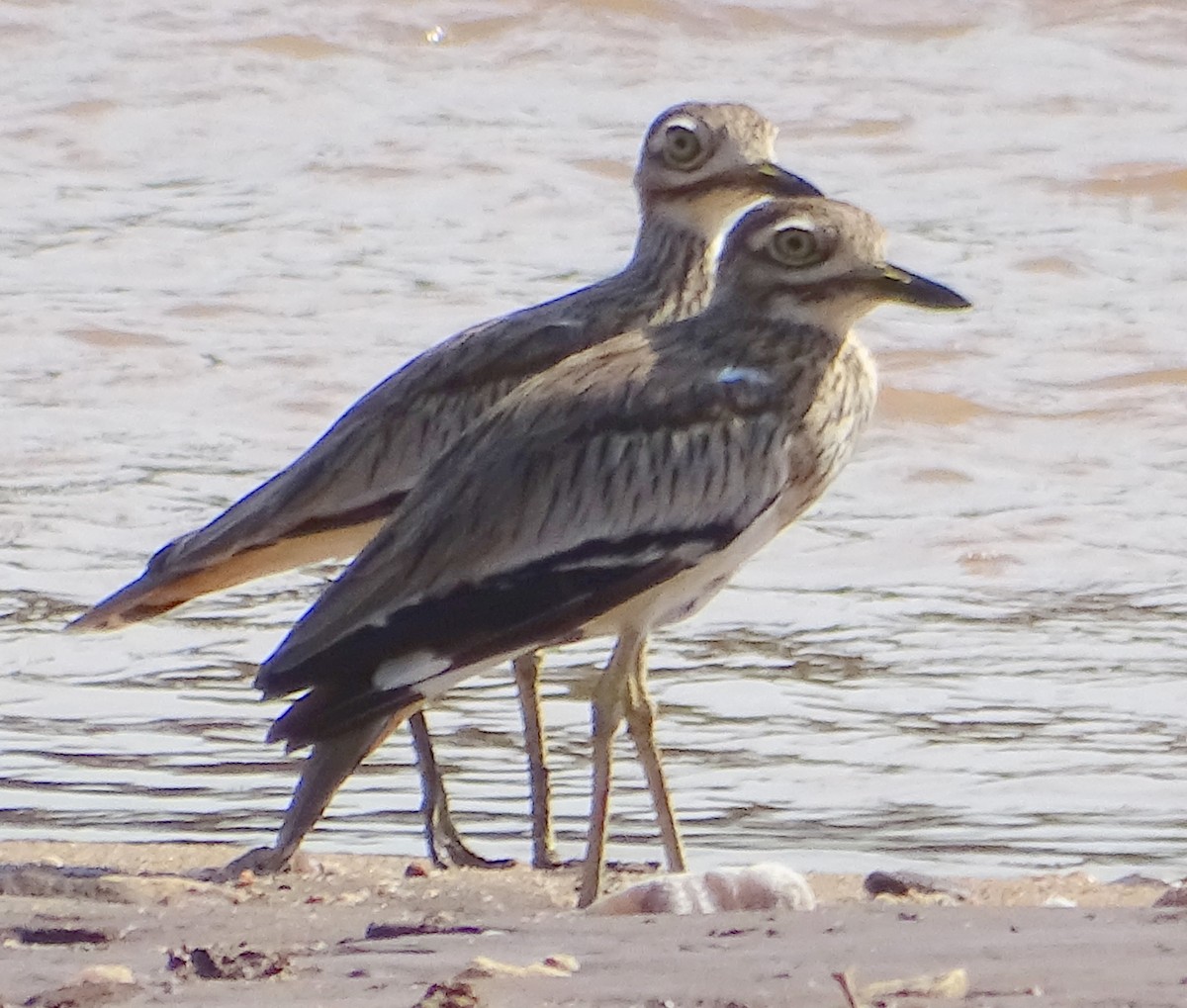 Senegal Thick-knee - ML374886481