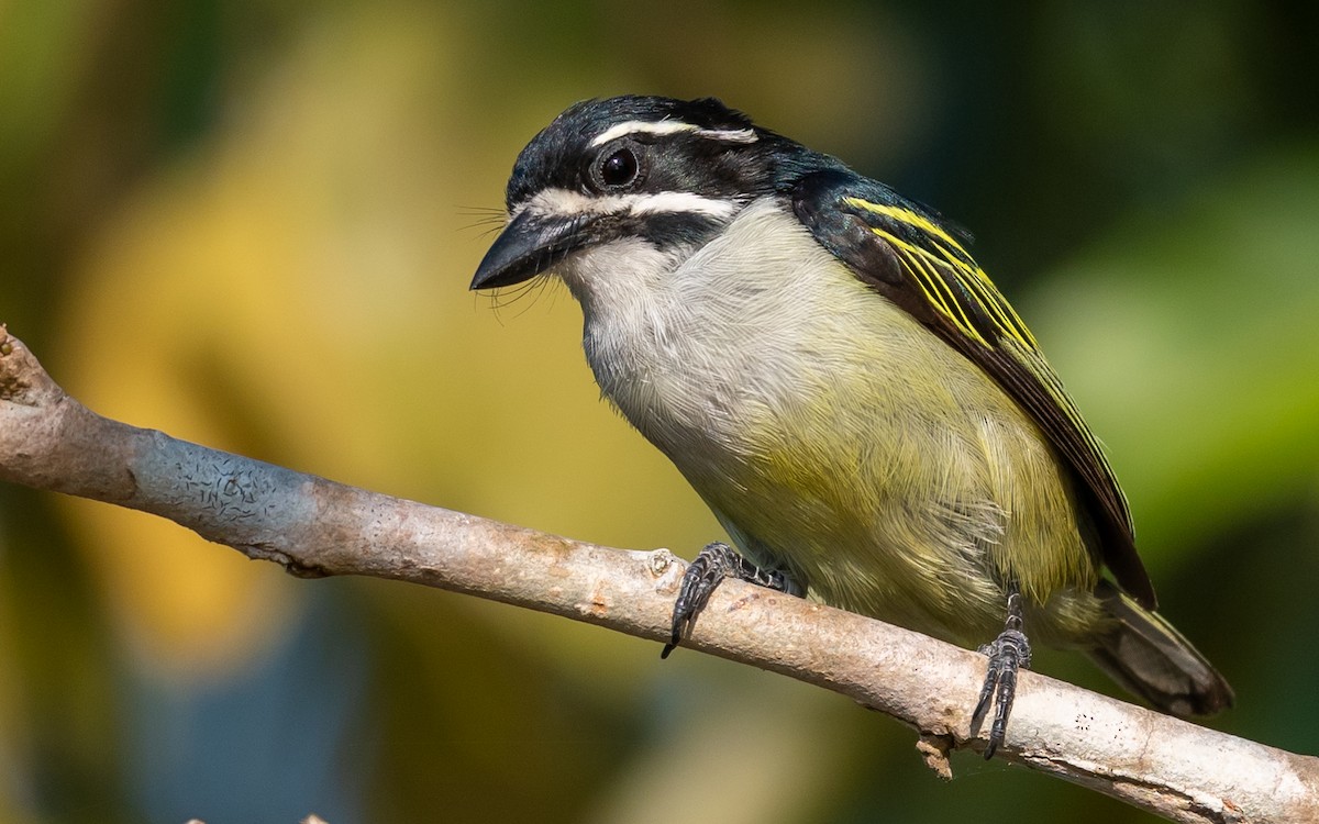 Goldbürzel-Bartvogel - ML374887401