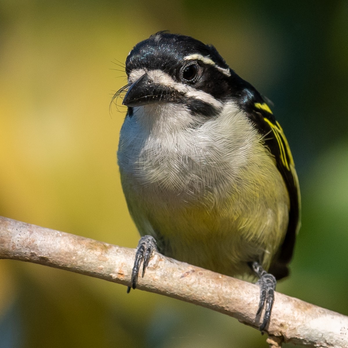 Yellow-rumped Tinkerbird - ML374887411
