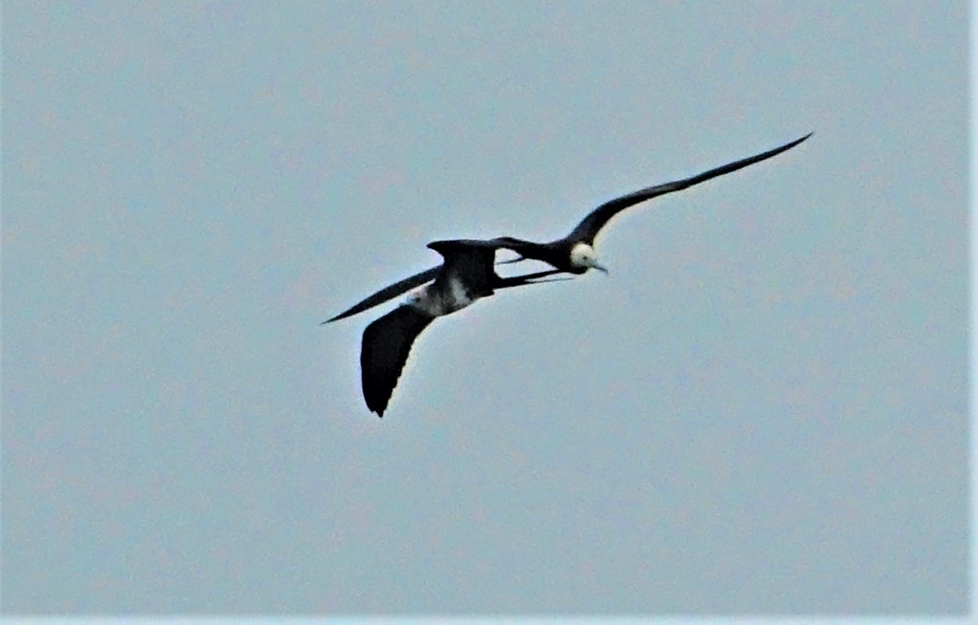 Lesser Frigatebird - ML374888491