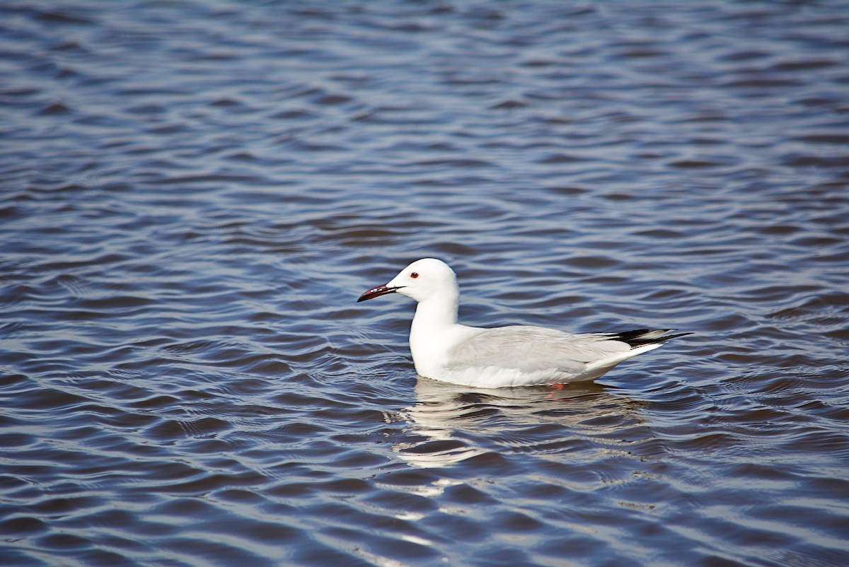 Slender-billed Gull - ML374889501