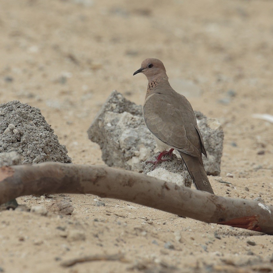 Laughing Dove - ML374891701