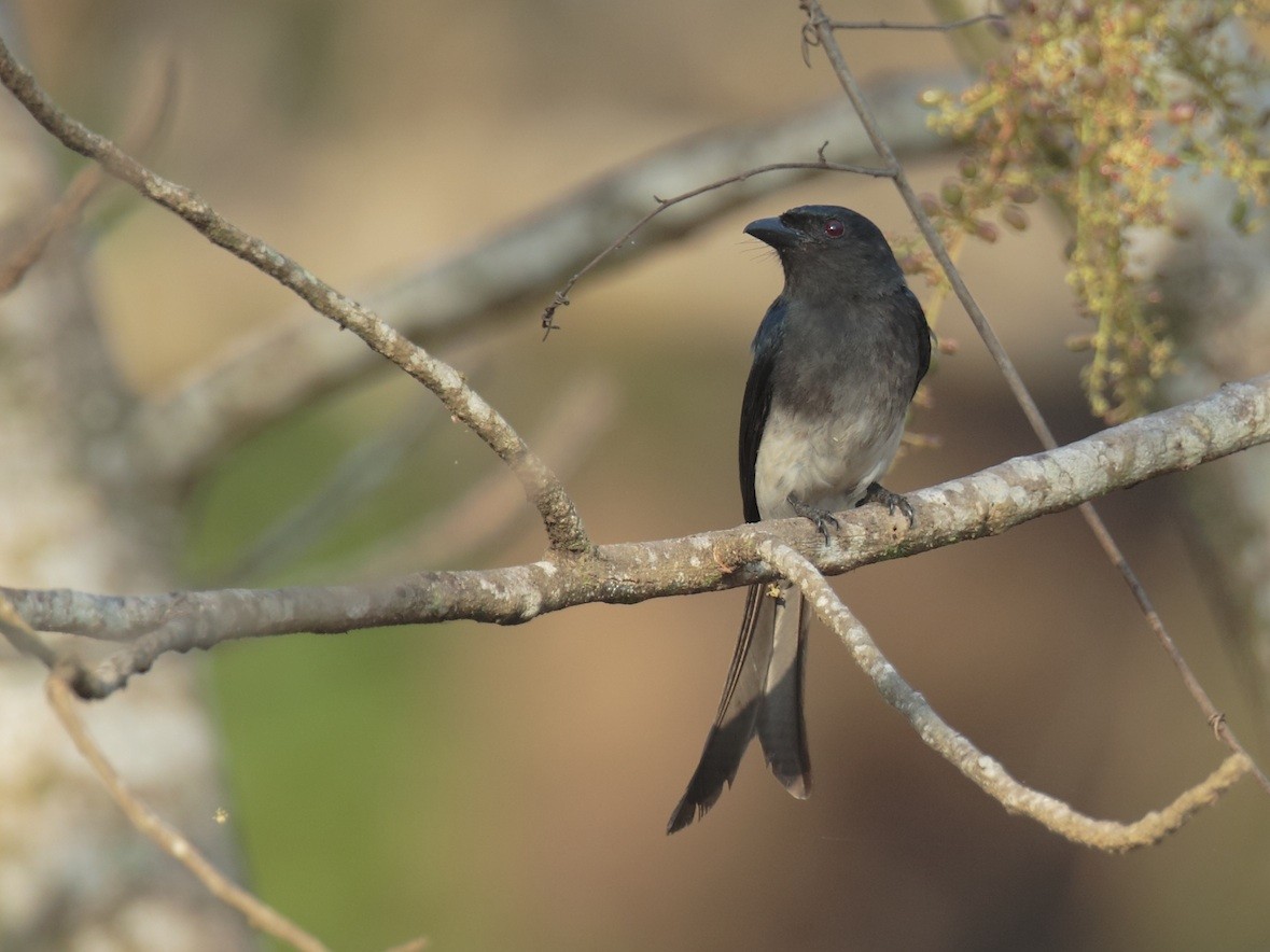 White-bellied Drongo - ML374893571