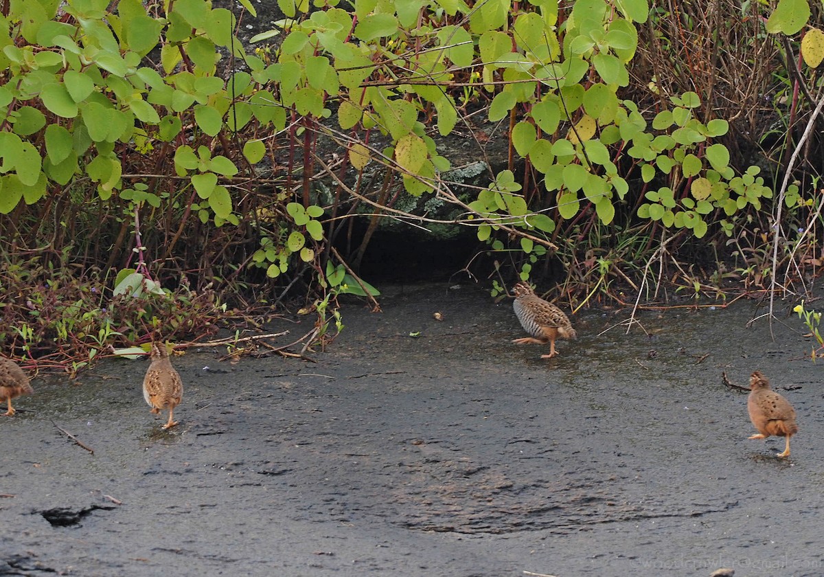 Jungle Bush-Quail - ML374893991