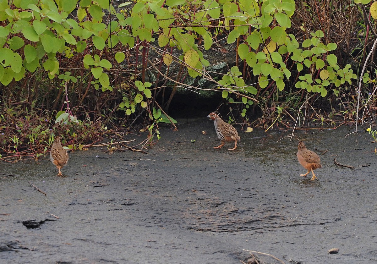 Jungle Bush-Quail - ML374894011