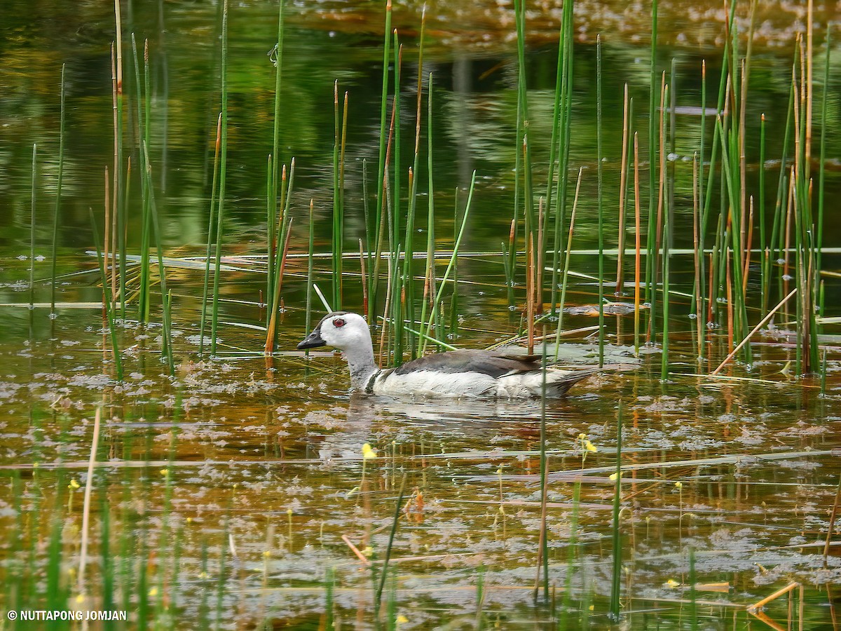 Cotton Pygmy-Goose - ML374894281