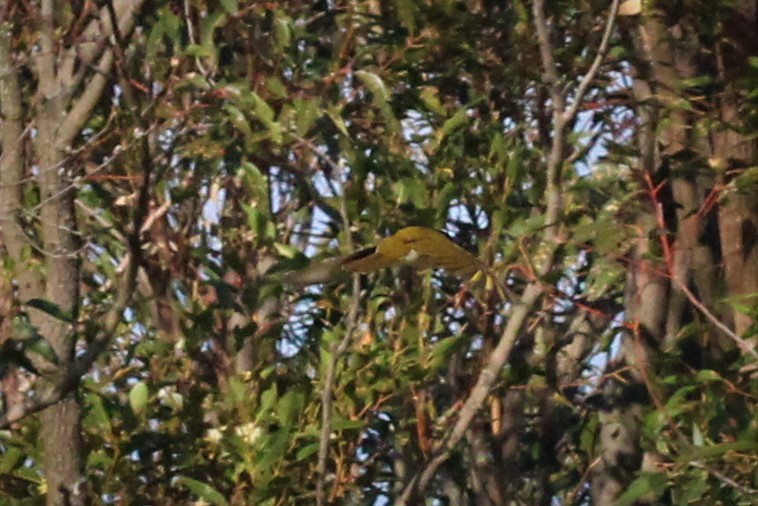 Blue-faced Honeyeater - ML374894821