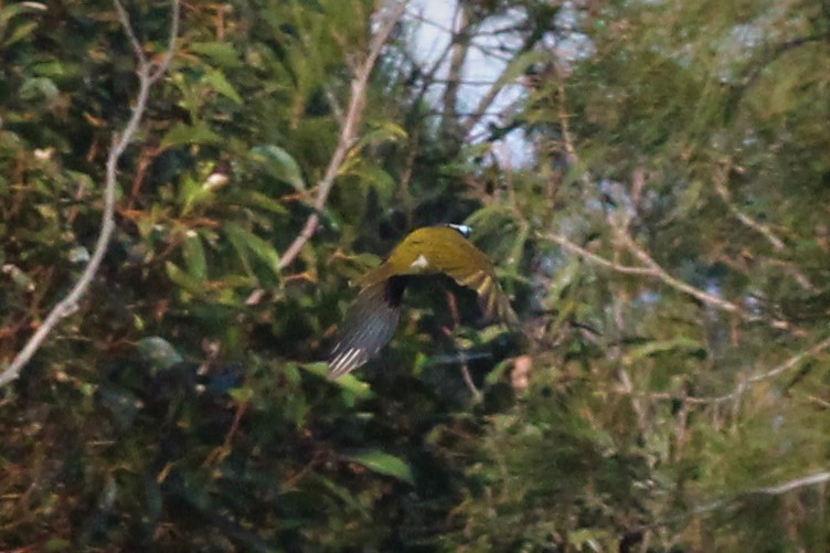 Blue-faced Honeyeater - ML374894831