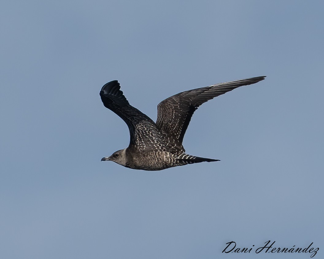 Long-tailed Jaeger - ML374897431