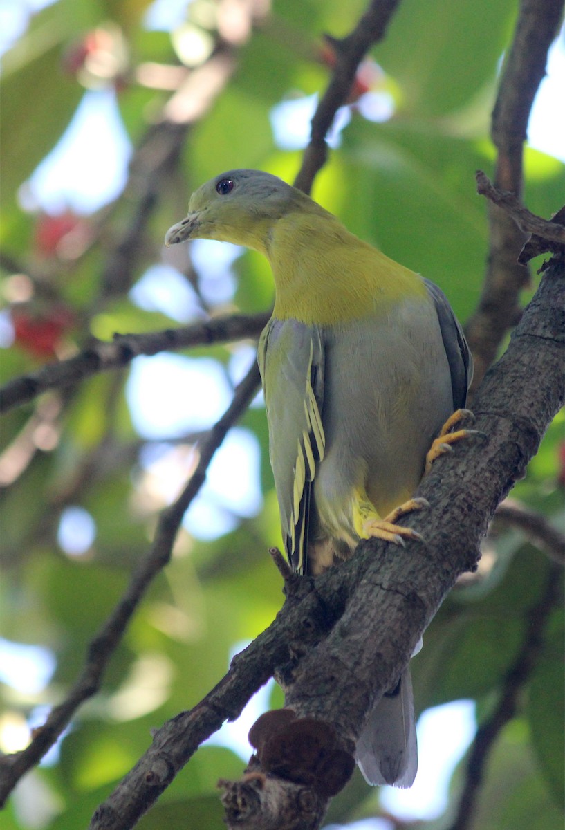 Yellow-footed Green-Pigeon - ML374897621