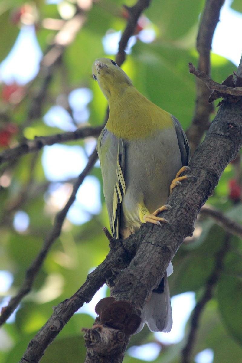 Yellow-footed Green-Pigeon - ML374897631