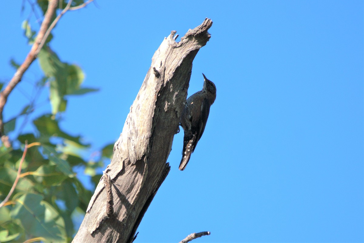 Black-tailed Treecreeper - ML374898991