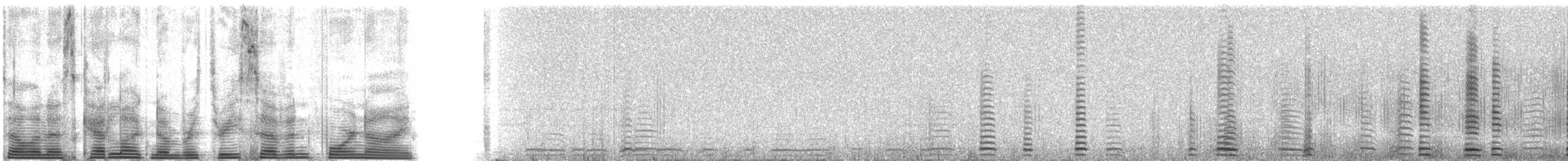 Trumpeter Swan - ML3749