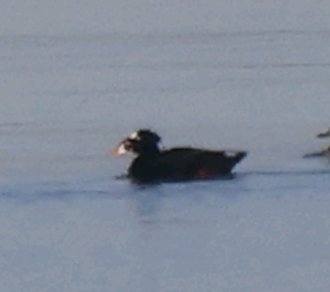 Surf Scoter - ML374900451