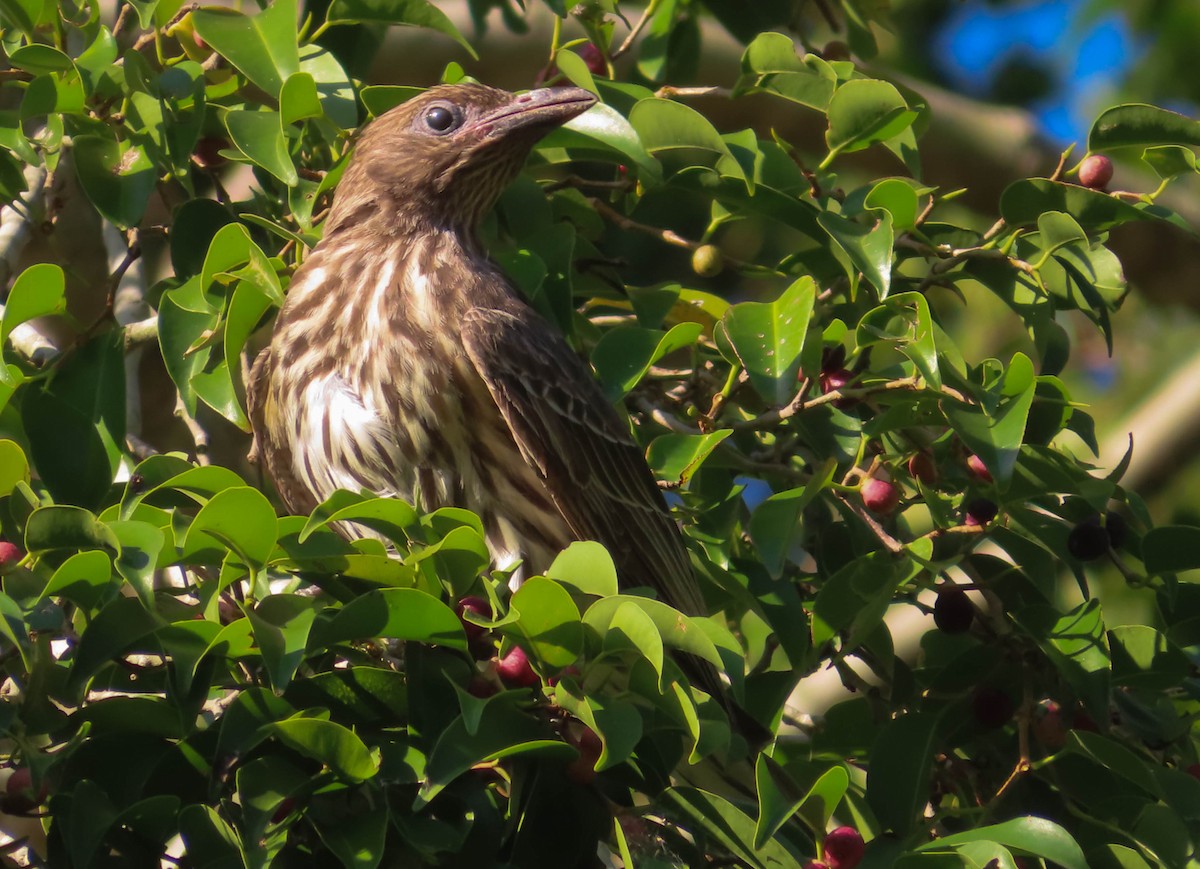 Australasian Figbird - ML374900711