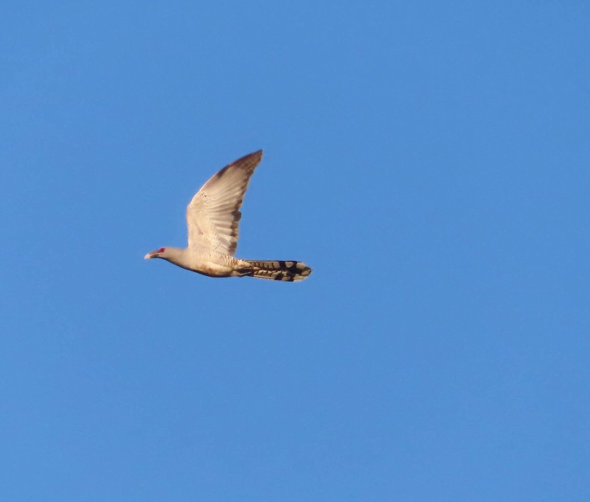 Channel-billed Cuckoo - ML374900871