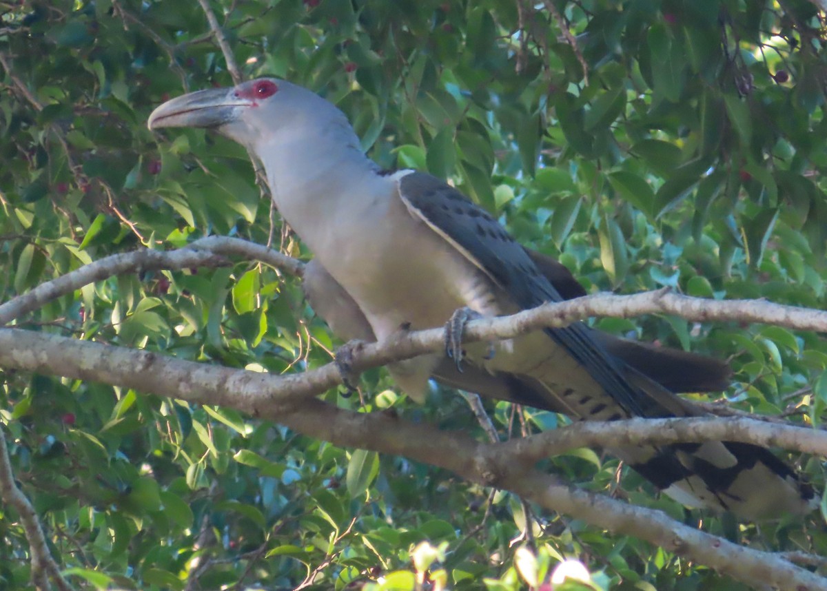 Channel-billed Cuckoo - ML374900911