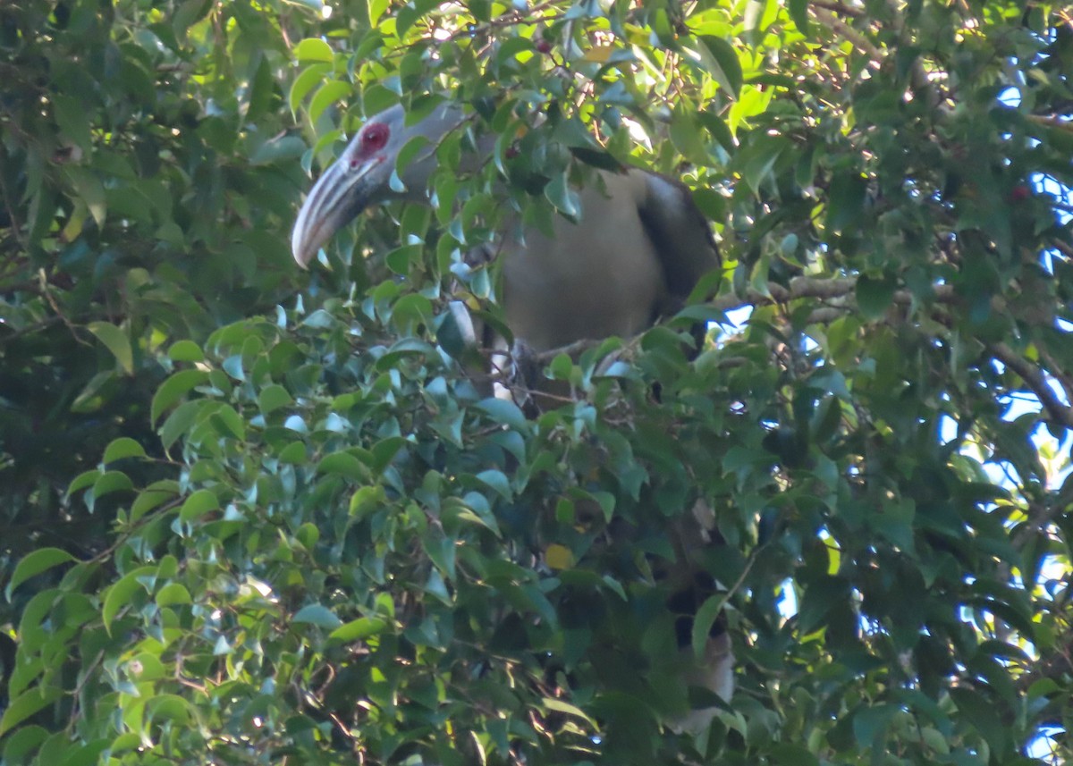 Channel-billed Cuckoo - ML374900921