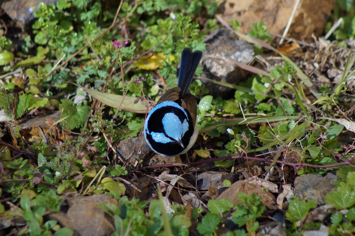 Superb Fairywren - ML374901871