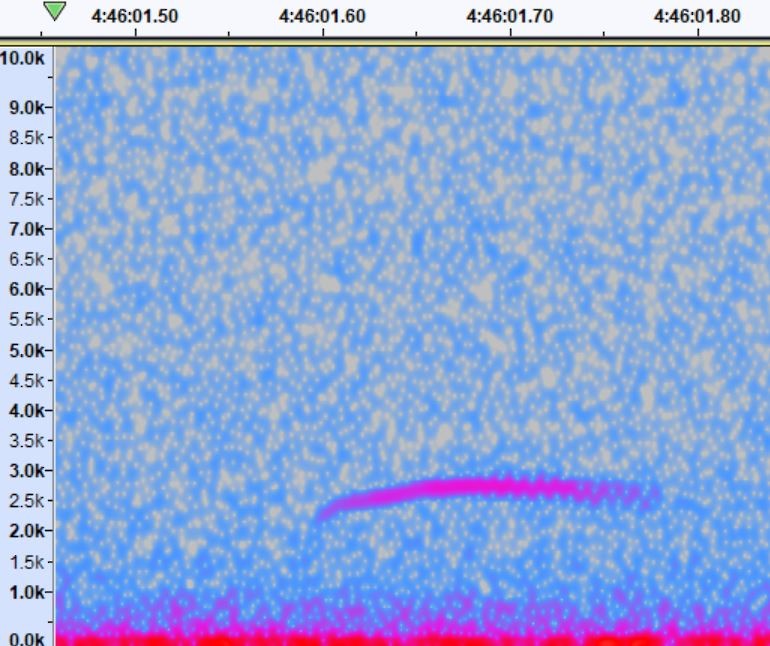 Swainson's Thrush - Iain Rayner NFC Station