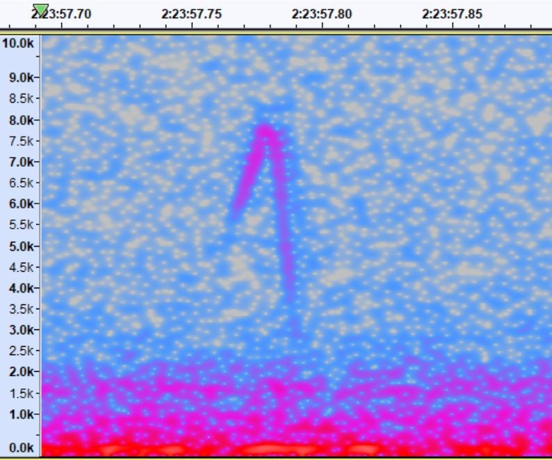 new world warbler sp. - ML374902091