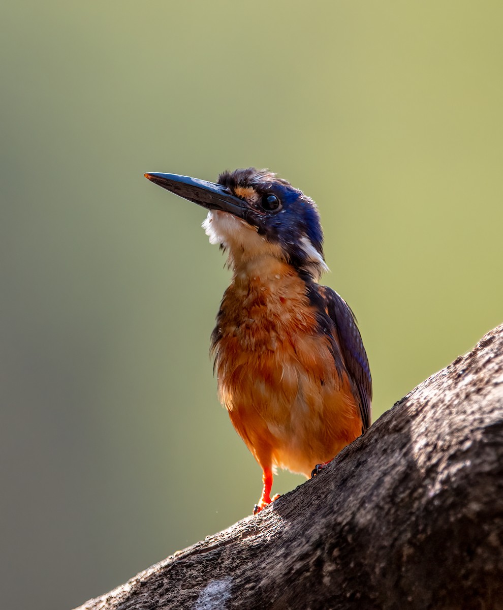 Azure Kingfisher - ML374902441