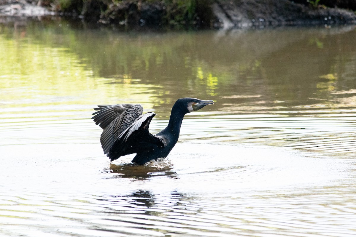 Cormorano - ML374902581