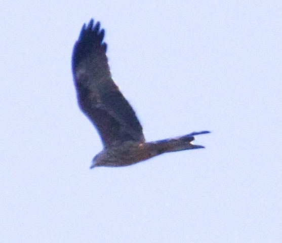 Black Kite - ML374902771