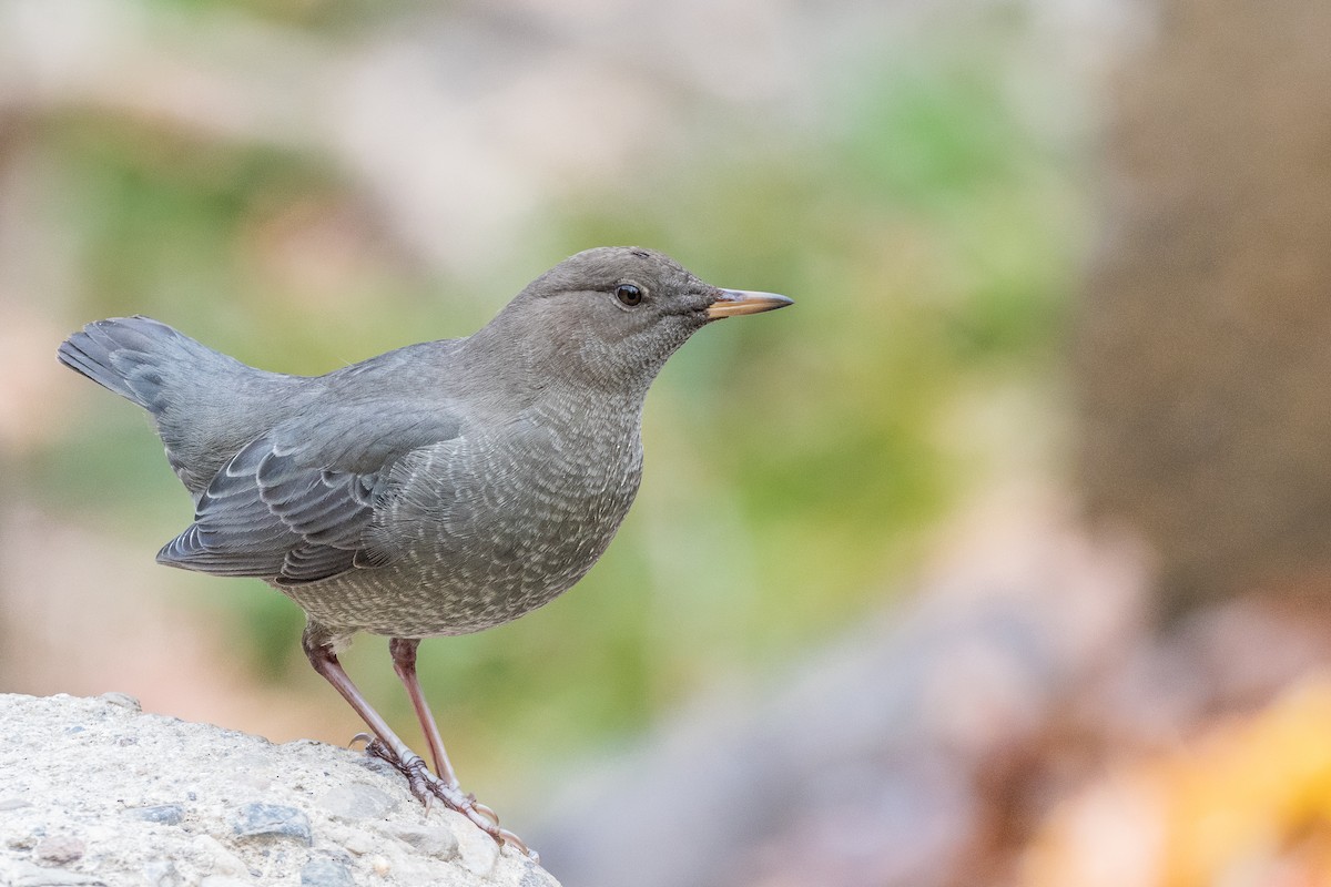 American Dipper - Jeff Cooper