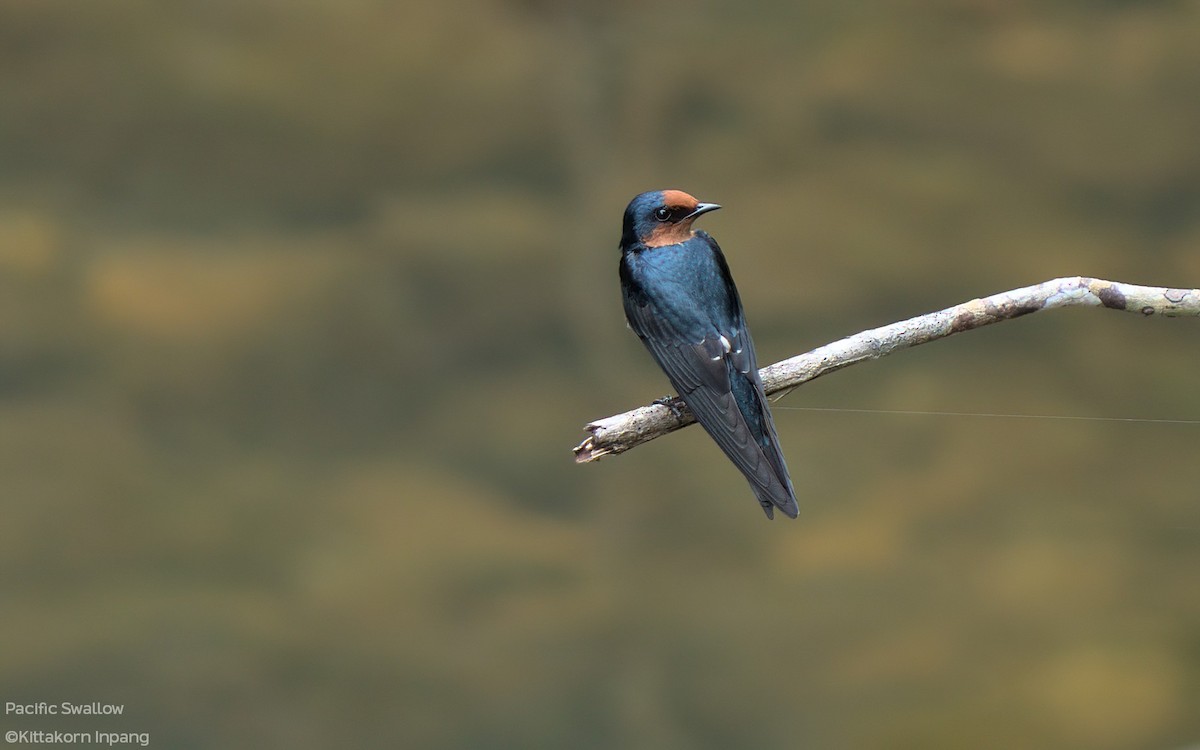 Pacific Swallow - ML374908191