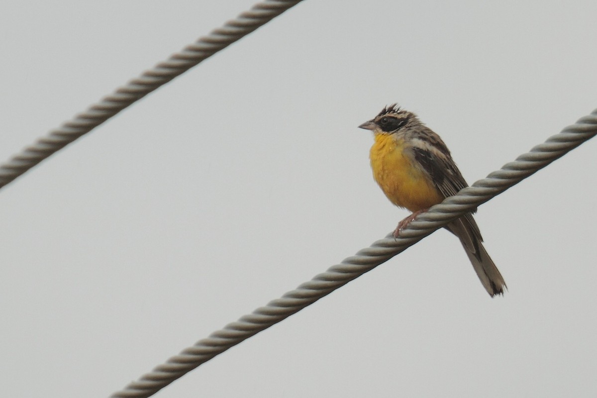 Cabanis's Bunting - Amit Bandekar