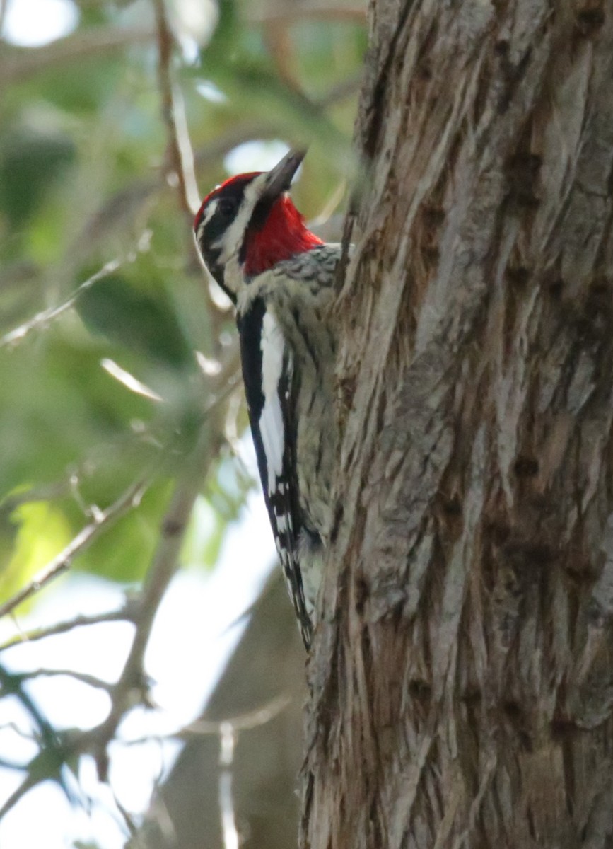 Red-naped Sapsucker - ML374908481