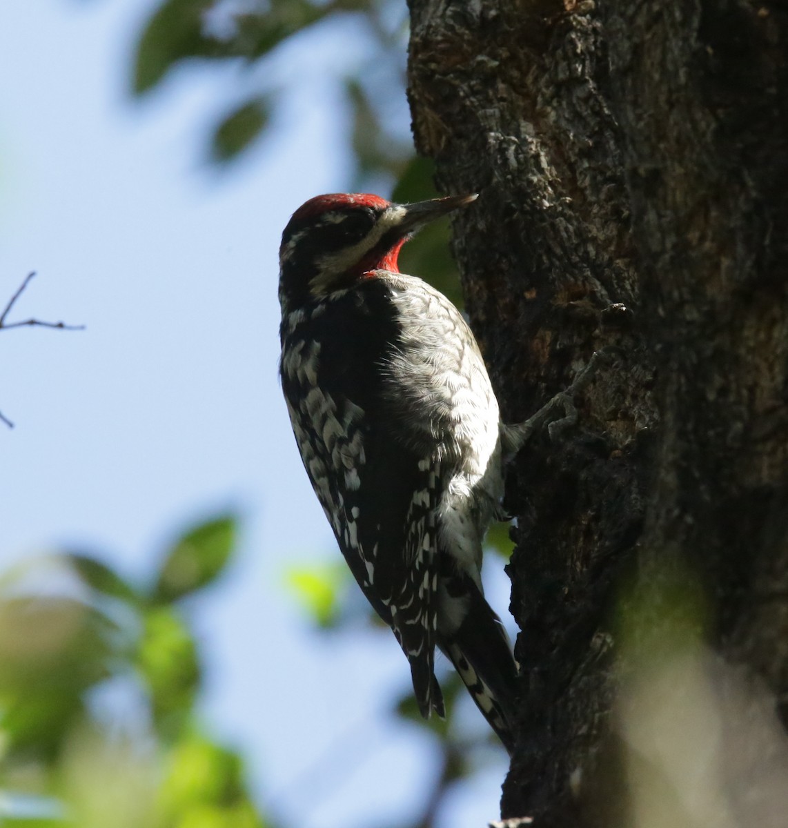 Red-naped Sapsucker - ML374908541