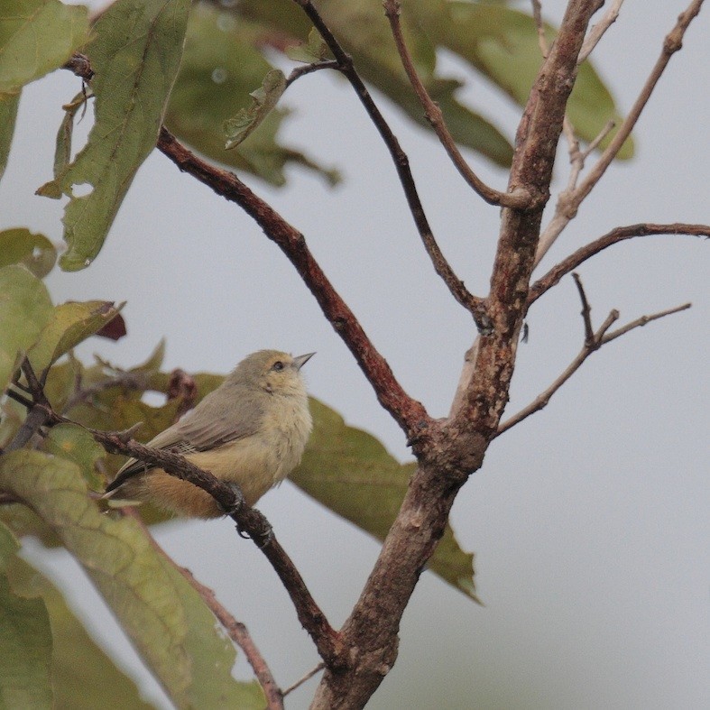 African Penduline-Tit - ML374908761