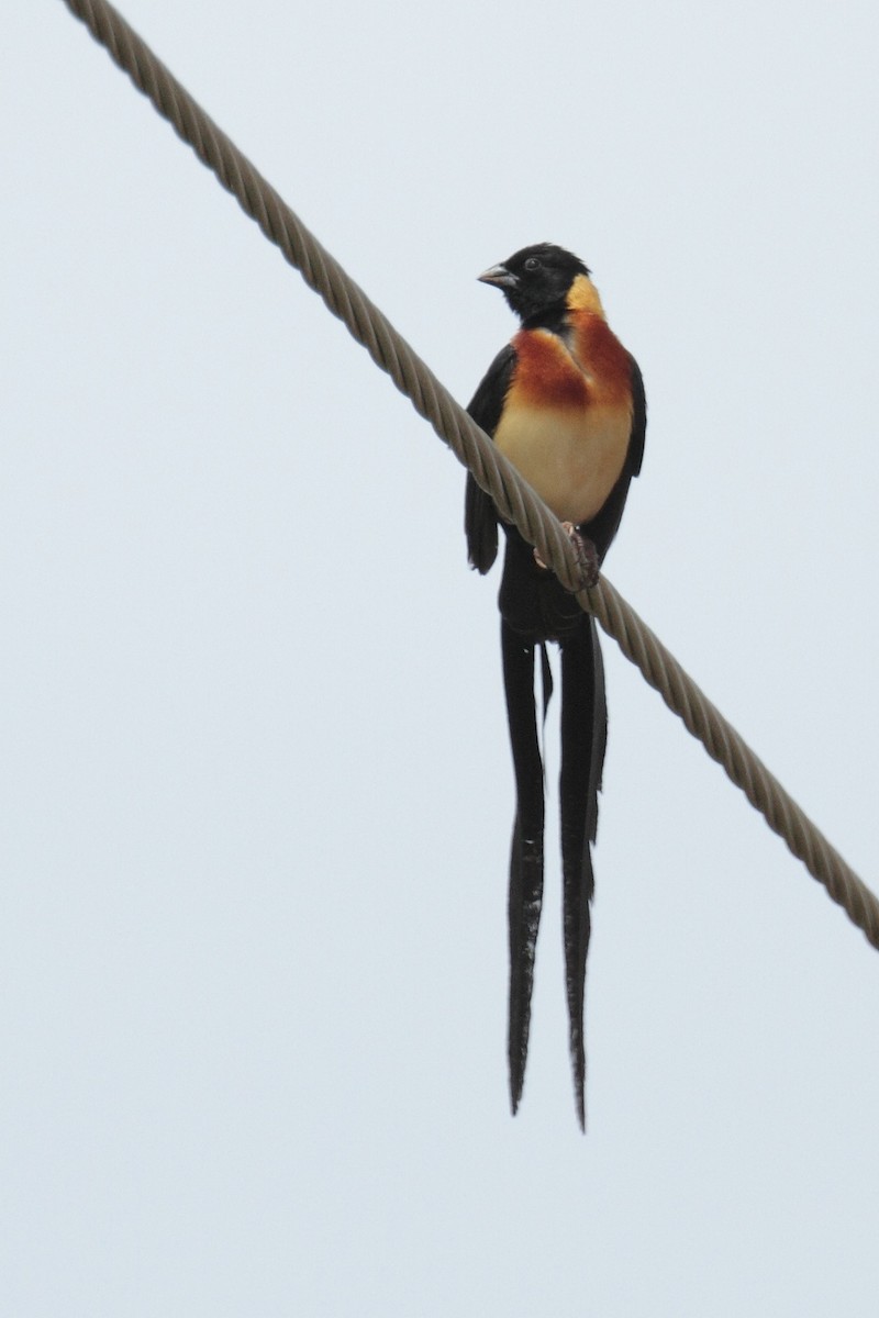 Eastern Paradise-Whydah - Amit Bandekar