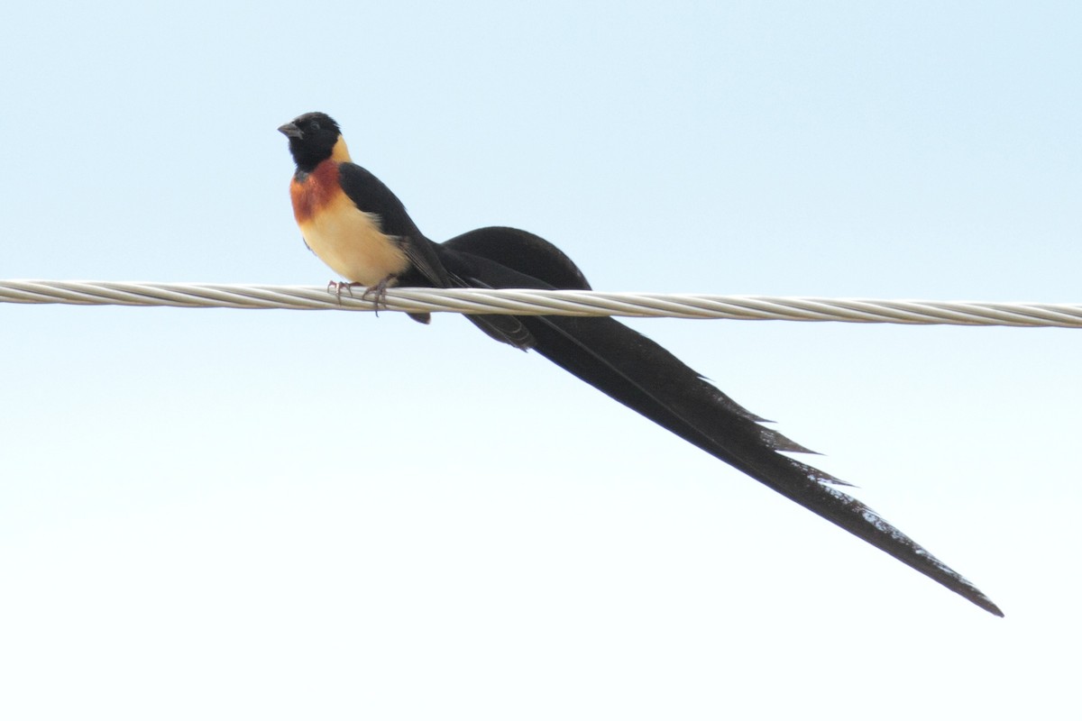 Eastern Paradise-Whydah - ML374908891