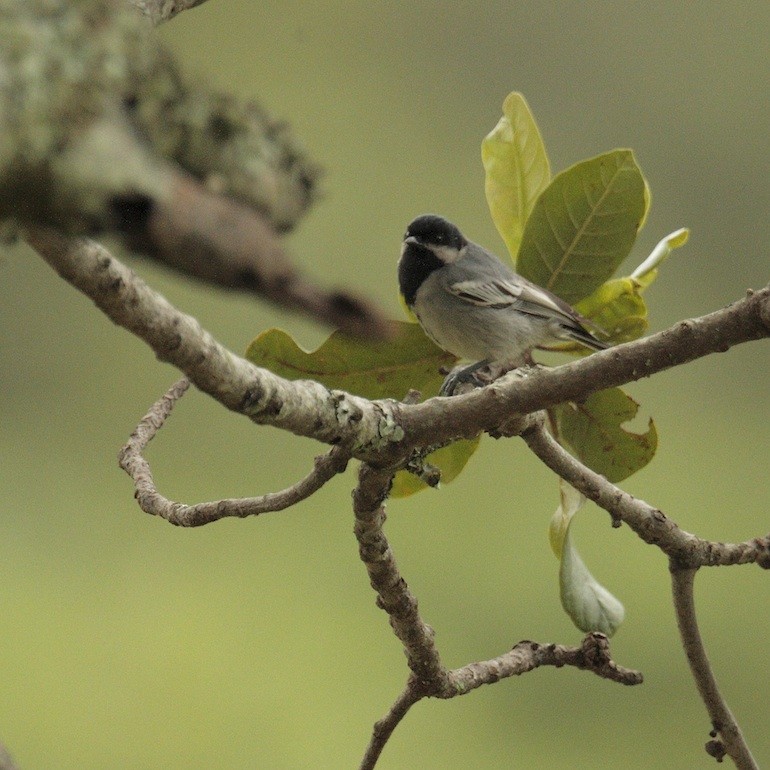 Mésange à ventre gris - ML374908951