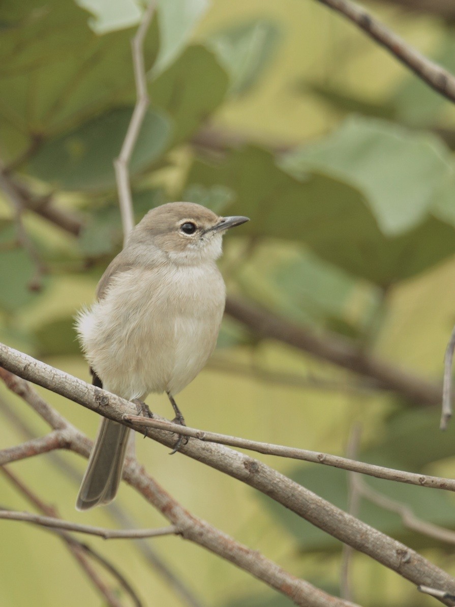 Pale Flycatcher - ML374909021