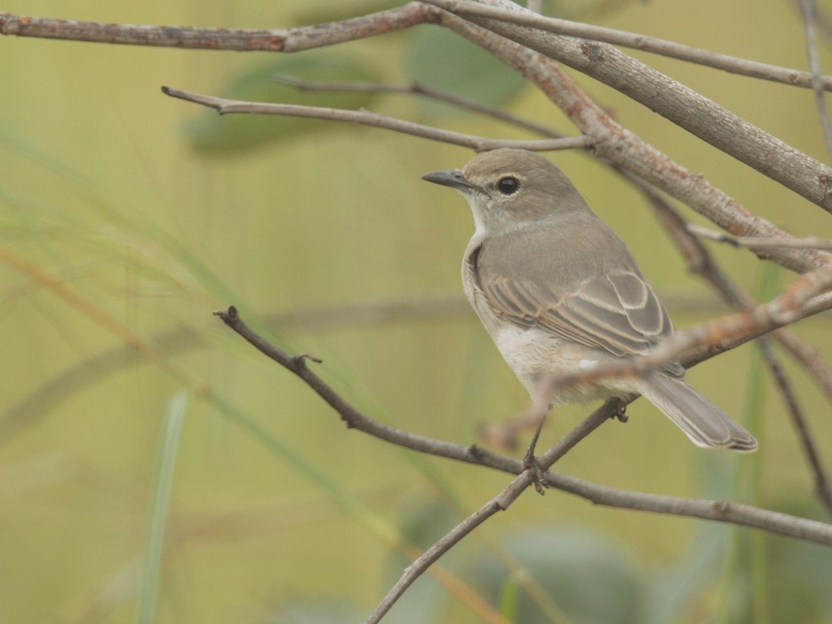 Pale Flycatcher - Amit Bandekar