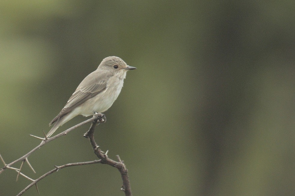 Spotted Flycatcher (Spotted) - ML374909121