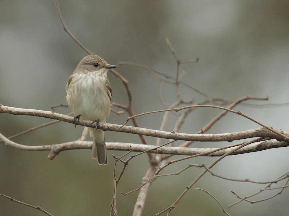 Spotted Flycatcher (Spotted) - ML374909131